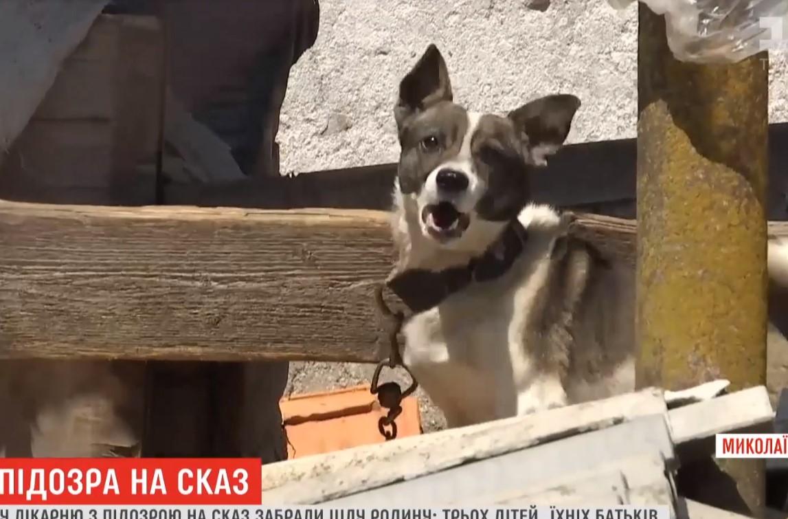 Больного бешенством пса застрелили и сожгли / Фото: скриншот Больного бешенством пса застрелили и сожгли / Фото: скриншот