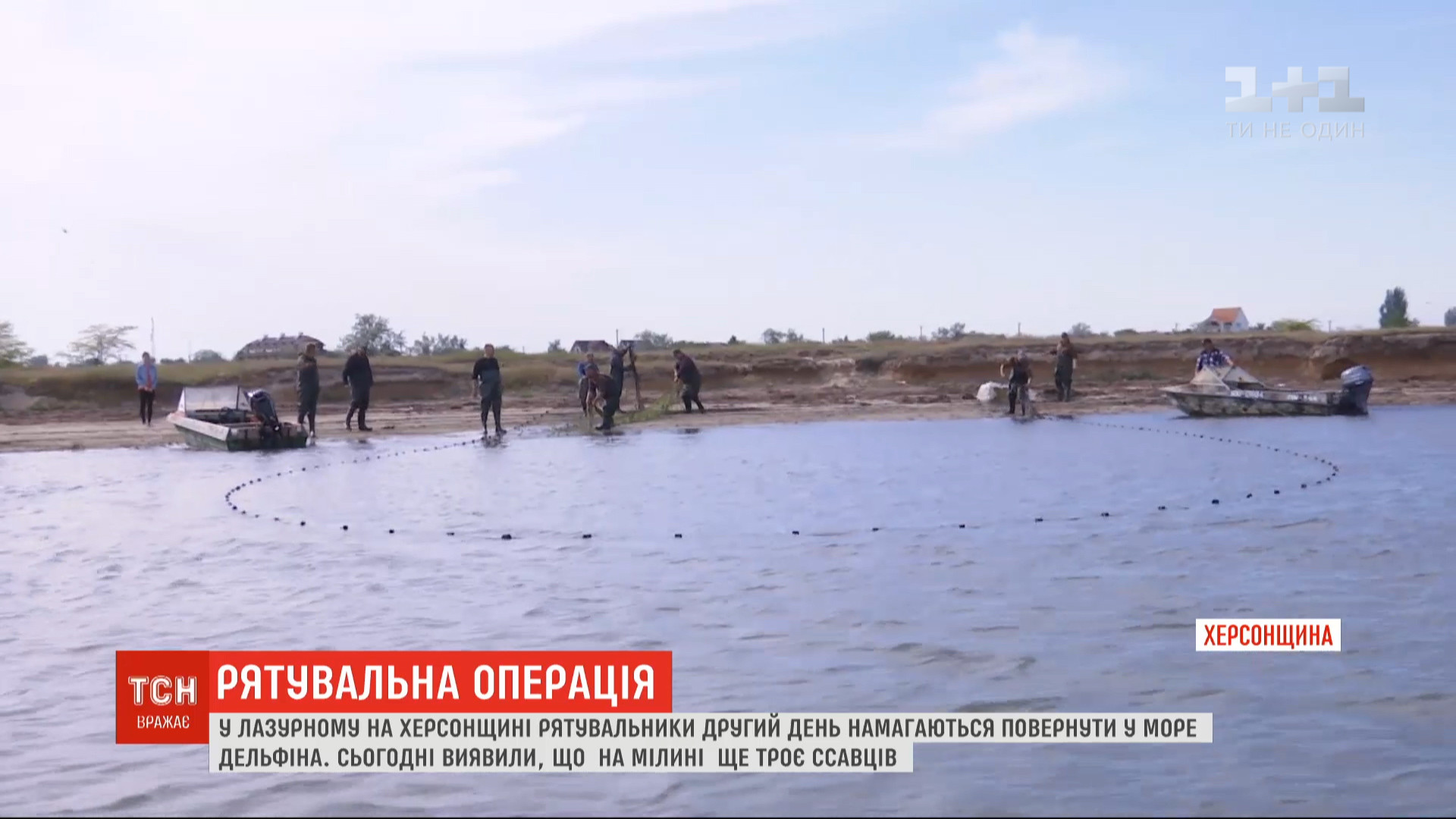 Сейчас в тамошнем заливе застряли уже четверо животных / скриншот из видео Сейчас в тамошнем заливе застряли уже четверо животных / скриншот из видео