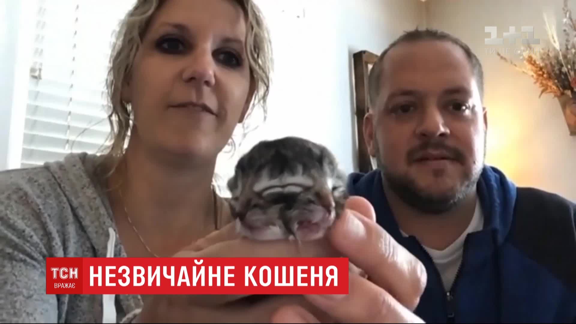 Як правило, довше кількох діб такі тварини не живуть / скріншот з відео Як правило, довше кількох діб такі тварини не живуть / скріншот з відео