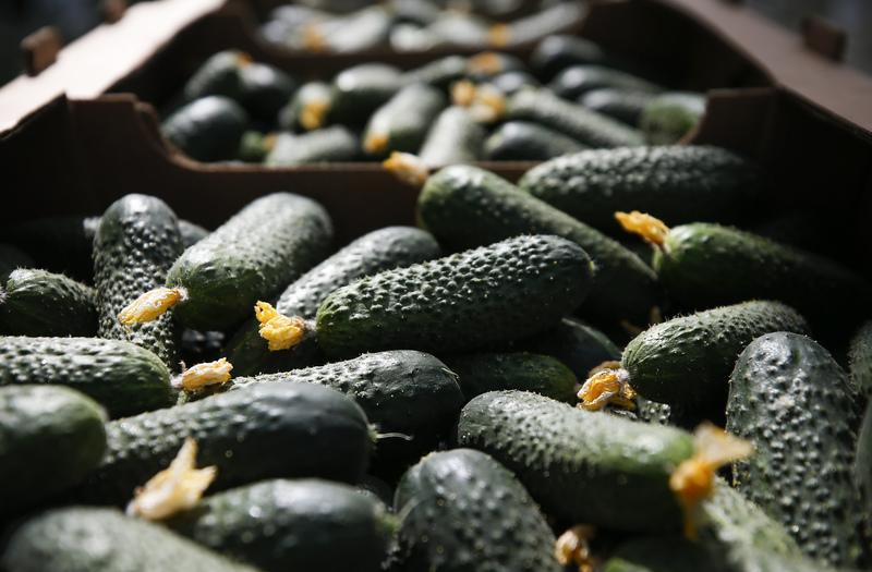 В Украине рухнули цены на огурцы: сколько стоит килограмм