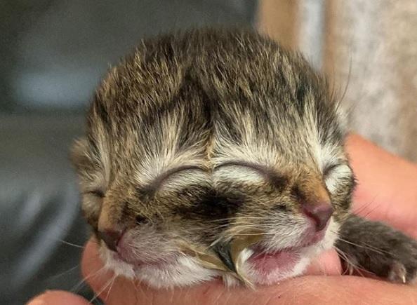 Кошеня прожило всього чотири дні / Фото Instagram/biscuits_andgravy Кошеня прожило всього чотири дні / Фото Instagram/biscuits_andgravy