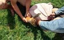 Под Сумами полицейские спасли олененка, которого сбила машина