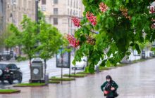 В Киеве разработали новые правила ухода за кронами деревьев