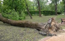 Буревій у Чернігові: падіння величезного дерева на автомобіль потрапило на відео