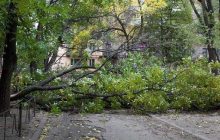 В Харькове сильный ветер повалил десятки деревьев (видео)