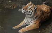 Уже не пугливый котенок: тигр Елисей в Харьковском зоопарке празднует 4-летие (фото)