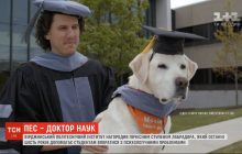 В США лабрадор получил звание почетного доктора наук (видео)