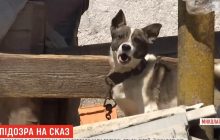Трое детей, родители и бабушка: на Николаевщине с подозрением на бешенство госпитализировали целую семью (видео)