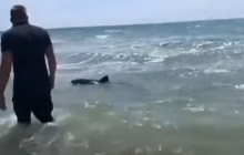 На Херсонщині рятують дельфінів, які не можуть вибратись у море (відео)