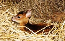 В Одесском зоопарке родился китайский олененок (фото)
