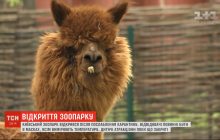 С пополнением и новыми правилами для посетителей: в Киеве снова открылся зоопарк (фоторепортаж, видео)