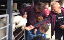 "Козлина ты дурная": экс-глава ОП Богдан пристал к козлу в зоопарке (видео)