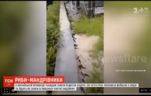 У Китаї зняли рідкісні кадри, як сотні риб пересуваються по землі в пошуках чистішої водойми (відео)