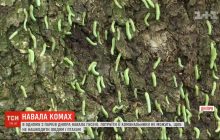 Міські парки Дніпра атакувала ненаситна зелена гусінь (відео)