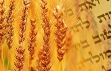 Сьогодні ввечері євреї почнуть відзначати Шавуот - свято дарування Тори