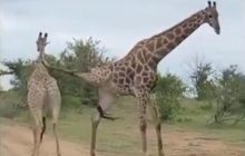 Майже карате: битва двох жирафів потрапила на відео