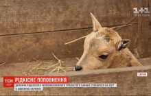 У Харківському зоопарку народилося дитинча червонокнижних гривистих баранів (відео)