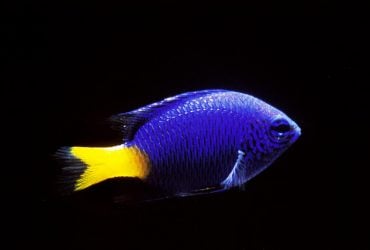 Тропічні риби заселилися в Японському морі через викиди з АЕС