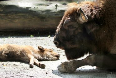 На Львівщині мешкає найбільше бізонів в Україні (відео)