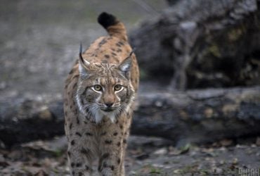 Рідкісний хижак: в Чорнобильському заповіднику зафіксували рисей (фото)