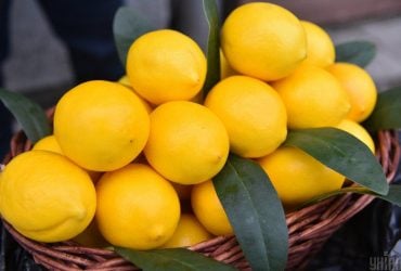 Как хранить лимоны: есть способ держать их свежими четыре недели