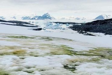 Ученые проиллюстрировали глобальные климатические изменения фото зеленой Антарктиды (фото)