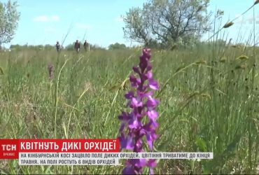 На Кінбурнській косі зацвіло поле диких орхідей, цвістимуть до кінця травня
