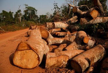 Екологічні організації відпрацьовують гранти, оминаючи глобальні проблеми в Україні - ЗМІ