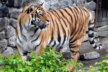 Жителей Словакии предупредили о тигре, сбежавшем из хозяйства в Украине