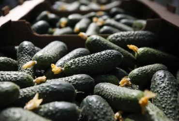 Огірки з городу цьогоріч втричі подорожчали: яка вартість овоча