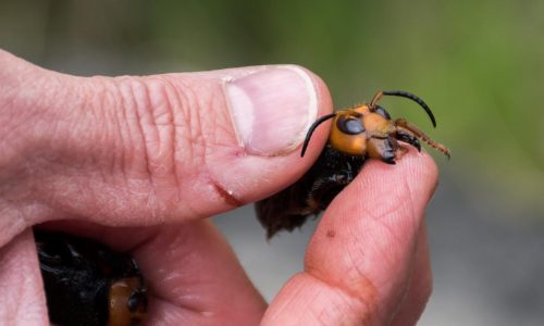 National Geographic: