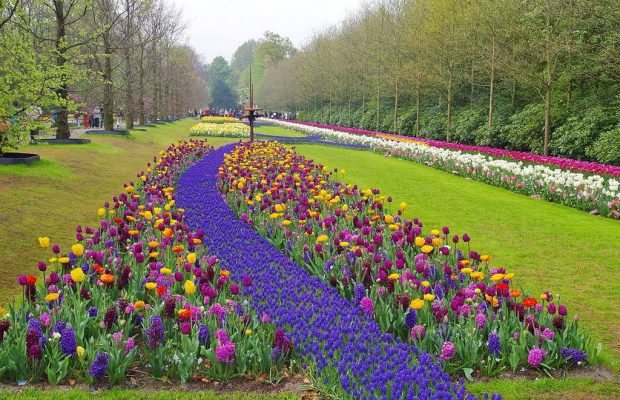 Дух захватывает: закрыт на карантин королевский парк цветов в Нидерландах показал свою новую выставку с высоты птичьего полета (видео)