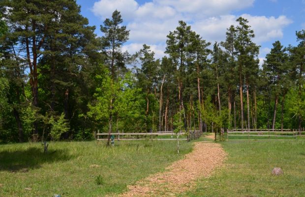 Сбежать от карантина. Уникальное сафари с "турами" и сайгаками, болотная романтика и языческое капище