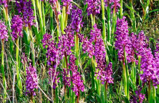 На Кинбурнской косе зацвело самое большое в Европе поле диких орхидей (видео)