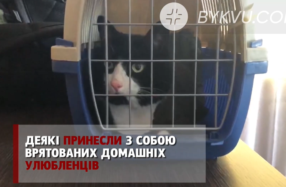 Жители взорвавшегося дома на Позняках спасли своего кота / Скриншот с видео Жители взорвавшегося дома на Позняках спасли своего кота / Скриншот с видео