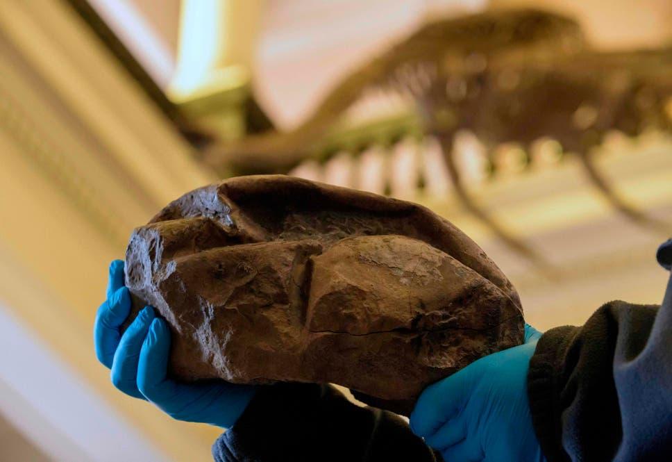 Невідома знахідка виявилася яйцем / Chilean National Museum of Natural History Невідома знахідка виявилася яйцем / Chilean National Museum of Natural History