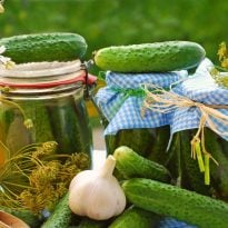 Вкусные маринованные огурцы: простые рецепты хрустящей закуски