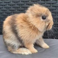 В Ирландии родился уникальный кролик без ушей