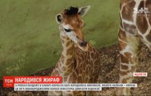 Дитя пандемии: на Бали детеныша жирафа назвали Корона (видео)