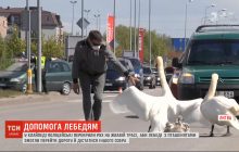 У Литві розгорнули справжню спецоперацію на жвавій трасі, аби врятувати родину лебедів з пташенятами (відео)