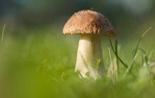 У NASA знайшли гриб, всередині якого мікроби "поїдають" токсичні речовини і виробляють тепло (фото)