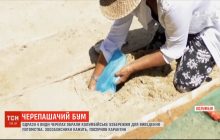 Одразу чотири види черепах вподобали пляж колумбійського узбережжя для виведення потомства (відео)