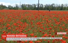 Макове поле під Миколаєвом перетворилося на яскраву фотозону, як воно з'явилося - загадка (відео)