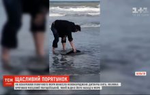 У Бельгії поліцейський врятував новонародженого кита, якого винесло на узбережжя Північного моря (відео)