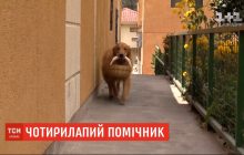 В Эквадоре пес за карантин научился самостоятельно ходить за покупками в ближайший магазин (видео)