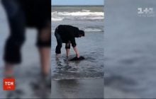 В Бельгии коп спас новорожденного детеныша кита (видео)
