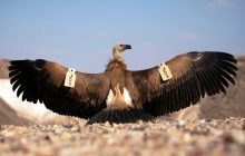 Величні птахи: в ізраїльському заповіднику рятують популяцію рідкісних грифів (фоторепортаж)