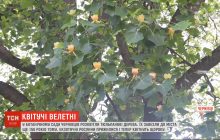 В ботаническом саду Черновцов расцвели экзотические тюльпановые деревья (видео)