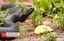 Сезон змей: в Харьковской области 12-летнего мальчика во время отдыха у реки укусила ядовитая змея (видео)