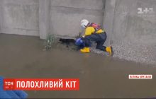 Активно чинив опір: у Лондоні рятувальникам ледь вдалось витягнути з Темзи полохливого кота (відео)